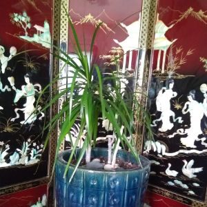 Indoor Dragon Tree Plant