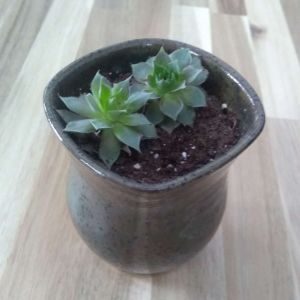 Hens and Chicks in ceramic pot