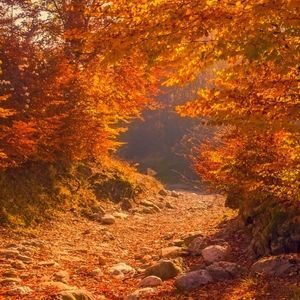 Hiking trail framed by orange autumn leaves